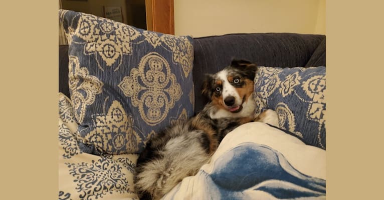 Ellie Einstein Cow Creek Aussies, an Australian Shepherd Group tested with EmbarkVet.com