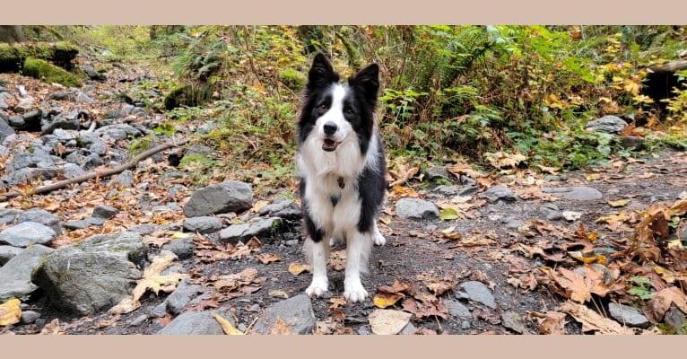 Kida, a Border Collie tested with EmbarkVet.com