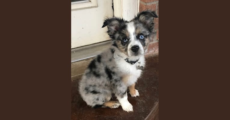 Cooper, an Australian Shepherd tested with EmbarkVet.com