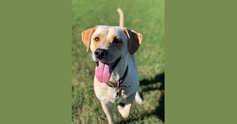 Photo of Charlie, a Labrador Retriever, Boxer, Mountain Cur, and Mixed mix in New Orleans, Louisiana, USA
