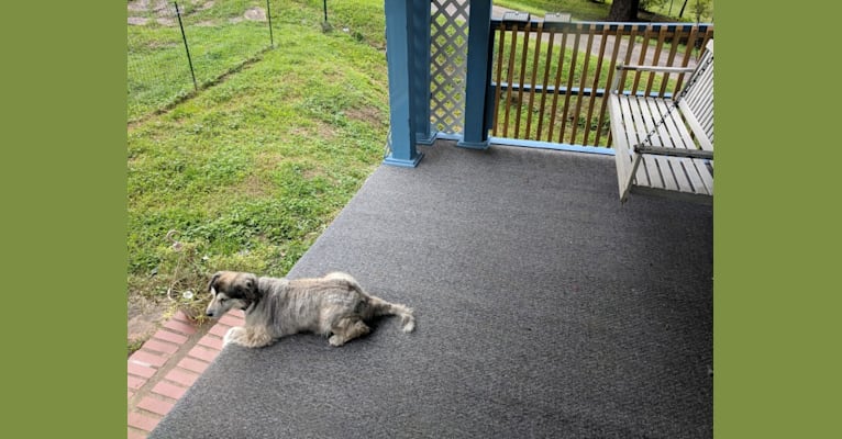 Luna, a Beagle and Australian Shepherd mix tested with EmbarkVet.com