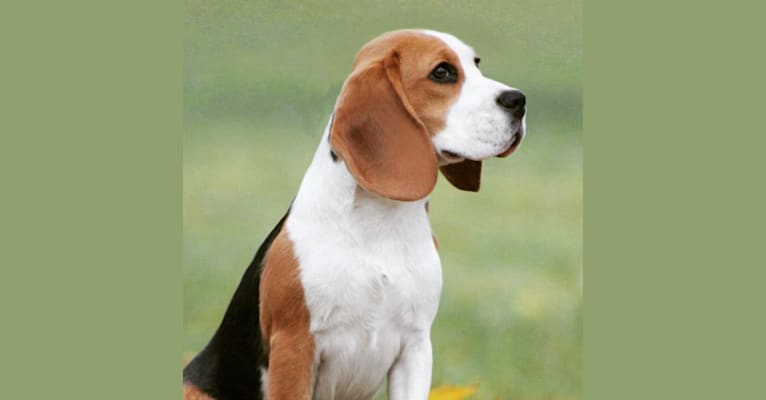 Blossom, a Beagle tested with EmbarkVet.com