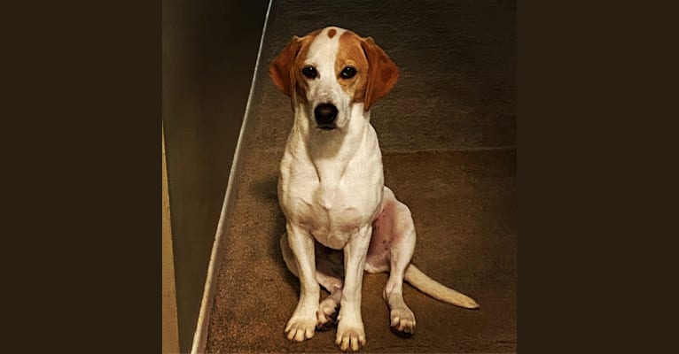 Arlo, a Basset Hound and Australian Cattle Dog mix tested with EmbarkVet.com