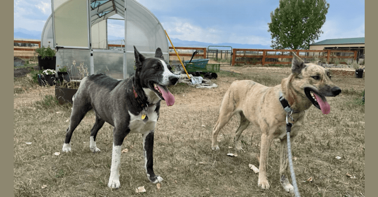 Roscoe, a Siberian Husky and American Pit Bull Terrier mix tested with EmbarkVet.com