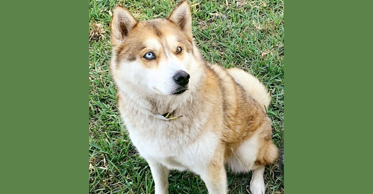 Yuma, a Siberian Husky tested with EmbarkVet.com