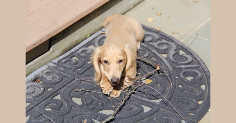Photo of Oliver (Ollie) von Frederick, a Dachshund  in Durham, NC, USA