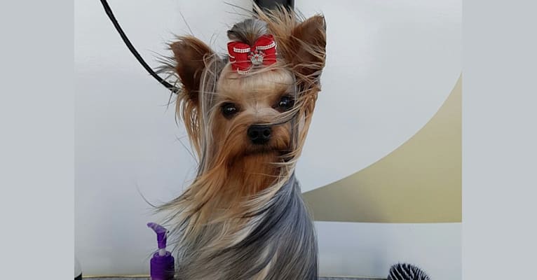 Sally, a Yorkshire Terrier tested with EmbarkVet.com