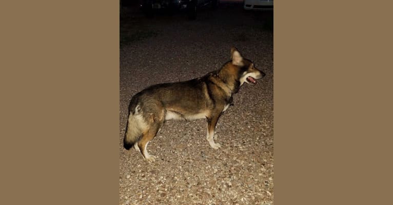 Grim, a German Shepherd Dog (12.8% unresolved) tested with EmbarkVet.com