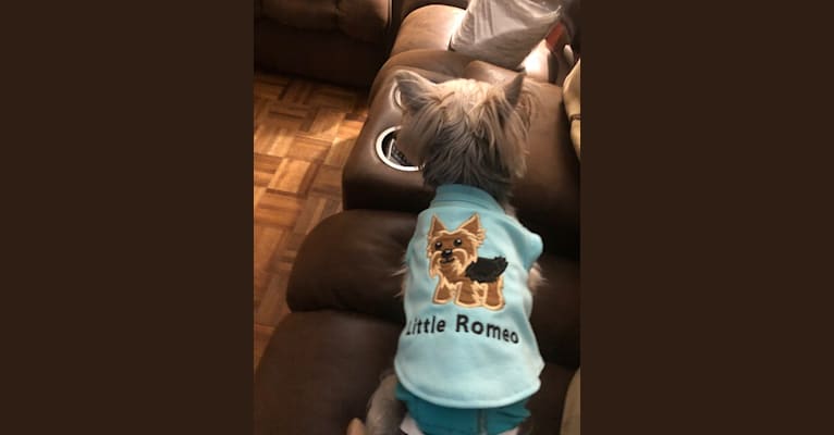Romeo, a Yorkshire Terrier tested with EmbarkVet.com