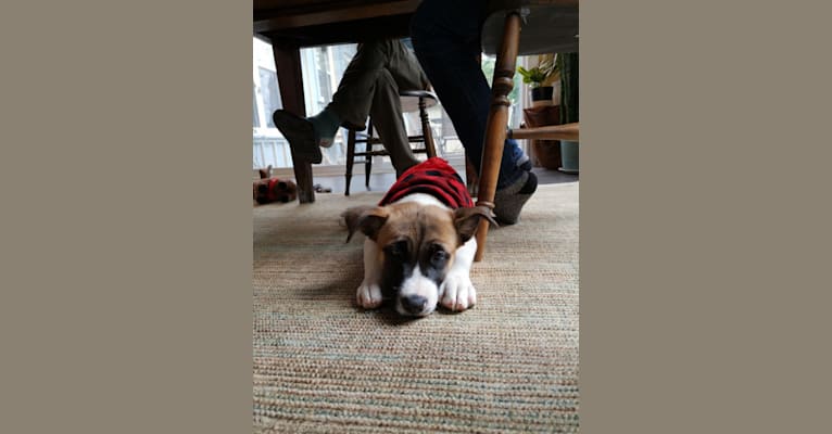 Winston Park, an Akita and American Pit Bull Terrier mix tested with EmbarkVet.com