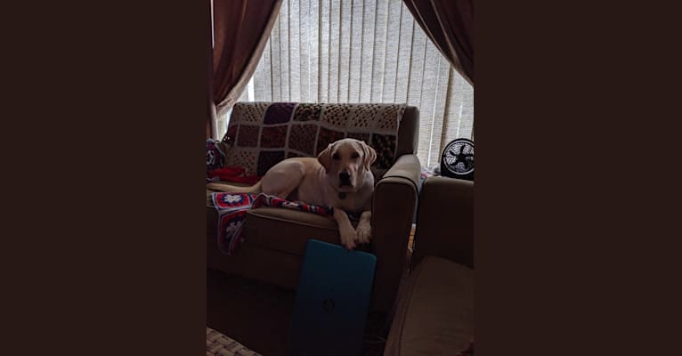 Joey, a Labrador Retriever tested with EmbarkVet.com