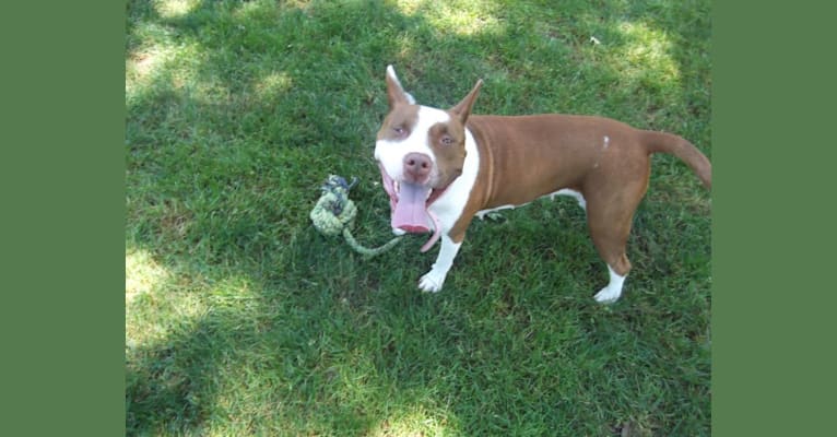 Dutches, an American Pit Bull Terrier and American Bully mix tested with EmbarkVet.com