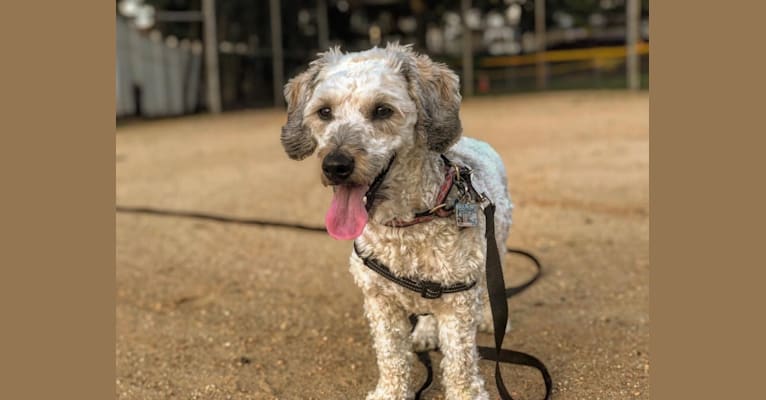 Photo of Chase, a Bichon Frise and Dachshund mix in New Jersey, USA
