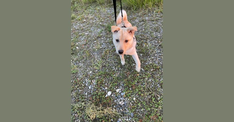 Nala, a Labrador Retriever and Chow Chow mix tested with EmbarkVet.com