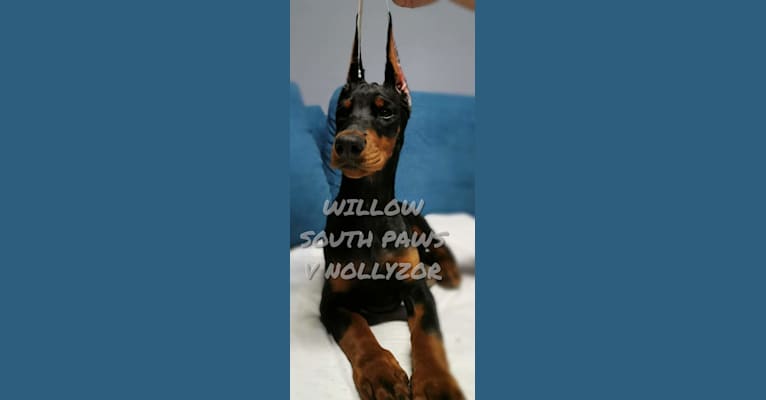 Photo of Willow, a Doberman Pinscher  in null
