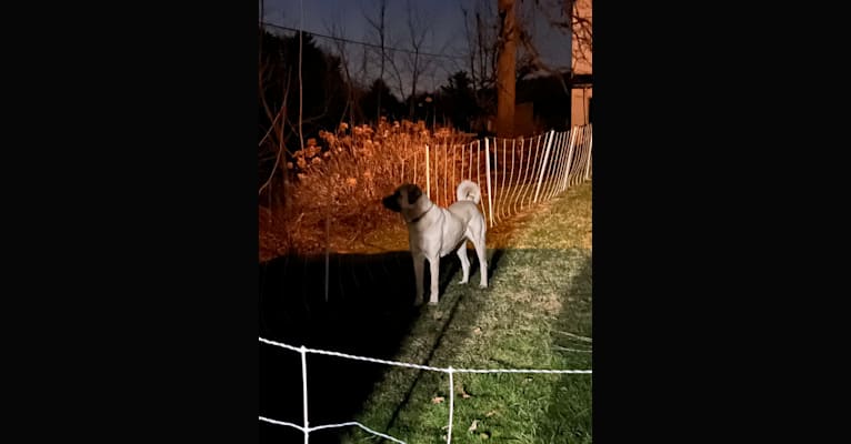 Wolf House Maysa, an Anatolian Shepherd Dog tested with EmbarkVet.com