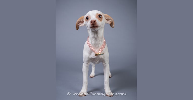 Chloé, a Chihuahua and Miniature Schnauzer mix tested with EmbarkVet.com