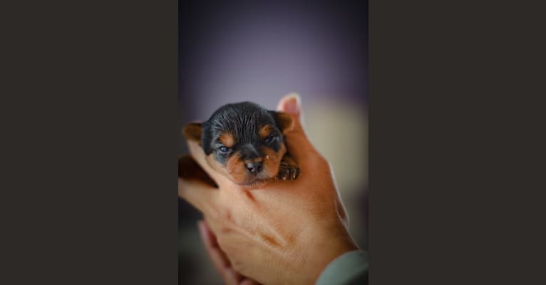 Chewy, a Yorkshire Terrier tested with EmbarkVet.com