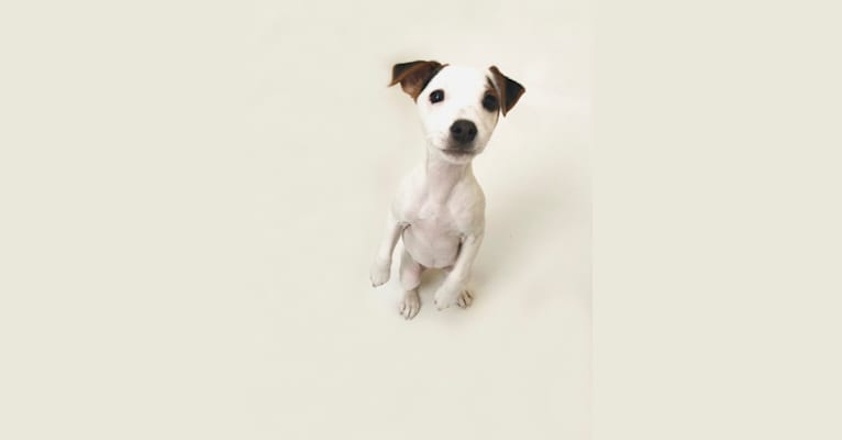 Blink, a Russell-type Terrier tested with EmbarkVet.com