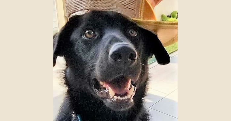 Rocky, a German Shepherd Dog and Australian Shepherd mix tested with EmbarkVet.com