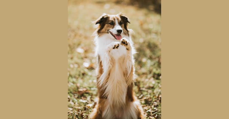 Sienna Rose, an Australian Shepherd and Collie mix tested with EmbarkVet.com