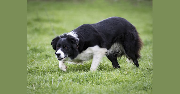 Photo of Jazz, a Border Collie 