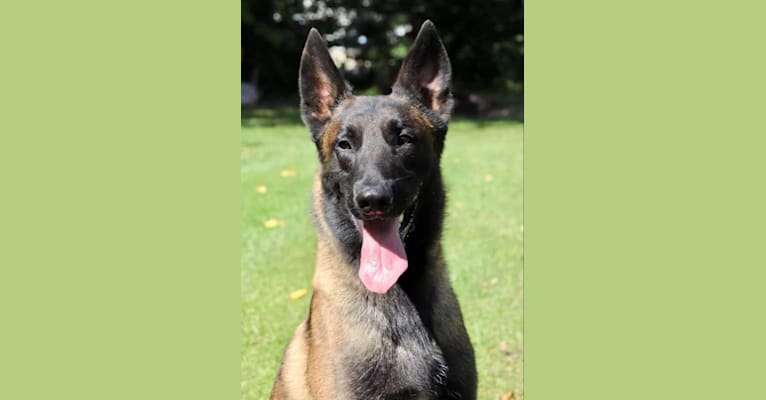 Taz, a Belgian Shepherd tested with EmbarkVet.com