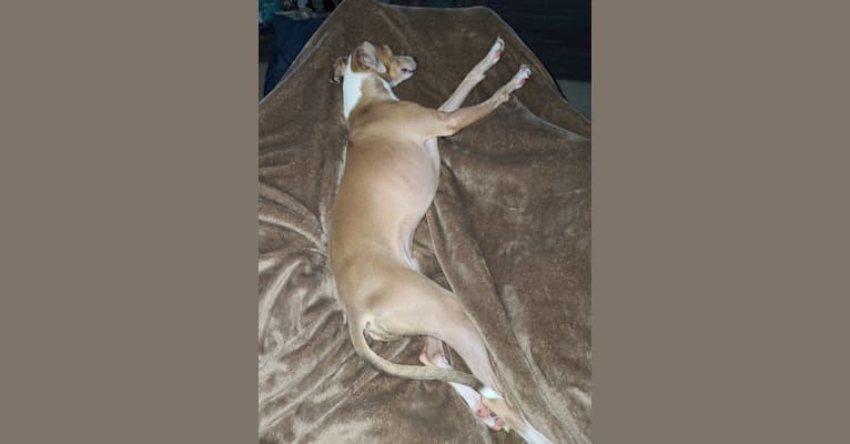 Chase Anthony, an Italian Greyhound tested with EmbarkVet.com