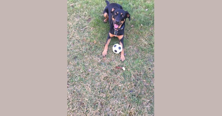 Maya, a German Shepherd Dog and Bluetick Coonhound mix tested with EmbarkVet.com