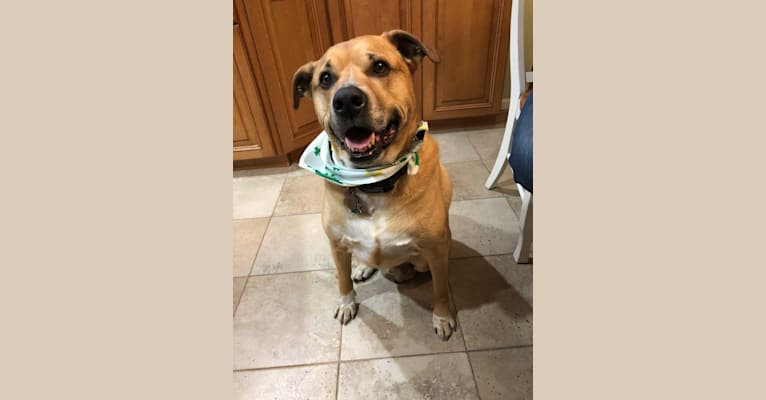 Photo of Kobi, an American Pit Bull Terrier, Golden Retriever, Rottweiler, and German Shepherd Dog mix in Brentwood, NY, USA