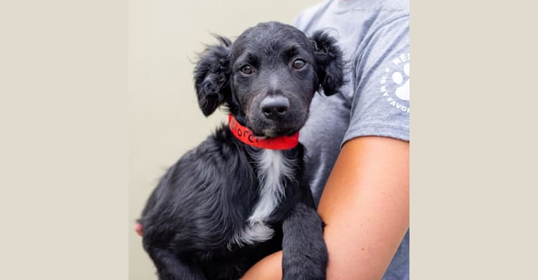Jerry Garcia, a Chihuahua and Poodle (Small) mix tested with EmbarkVet.com