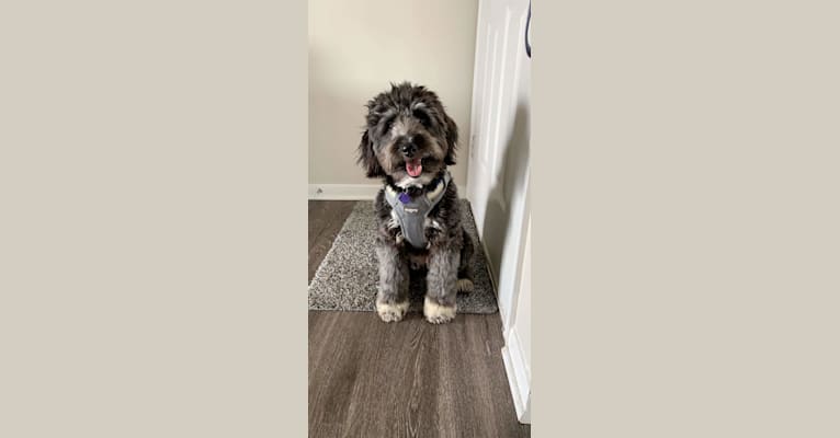 Mazie, an Aussiedoodle (5.3% unresolved) tested with EmbarkVet.com
