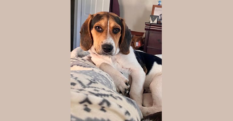 Photo of Bandit, a Treeing Walker Coonhound, Beagle, Dachshund, and American English Coonhound mix in Bandy, Virginia, USA