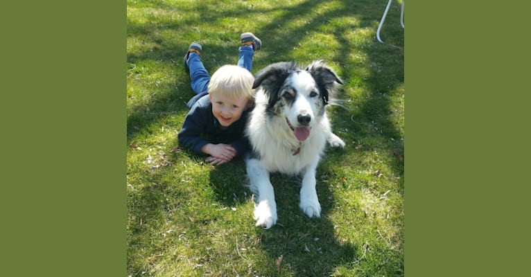 Darby, a Border Collie and Australian Shepherd mix tested with EmbarkVet.com