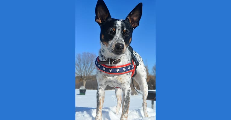 Hank, an Australian Cattle Dog and Chihuahua mix tested with EmbarkVet.com