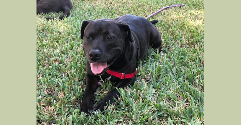 Snoop, an American Bully and Golden Retriever mix tested with EmbarkVet.com