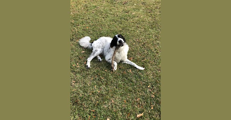 Ivan, a Great Pyrenees and Labrador Retriever mix tested with EmbarkVet.com