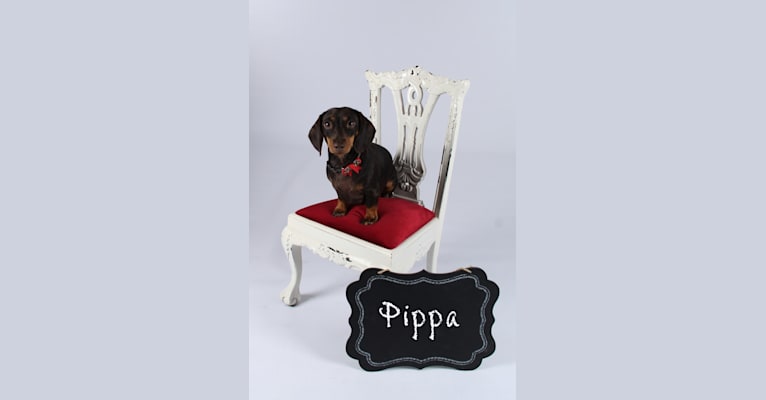Pippa, a Dachshund tested with EmbarkVet.com
