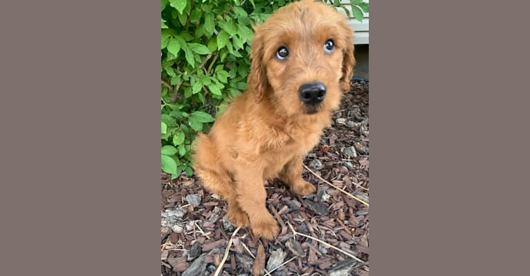 Gray Collar, a Goldendoodle tested with EmbarkVet.com