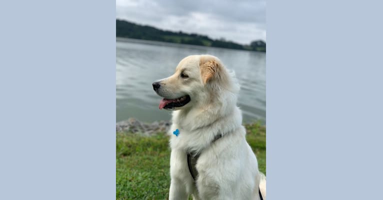 Photo of Lola, a Great Pyrenees, Rottweiler, Chinese Shar-Pei, and American Pit Bull Terrier mix in Cookeville, Tennessee, USA