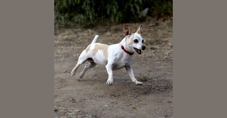 Acorn, a Chihuahua and Rat Terrier mix tested with EmbarkVet.com