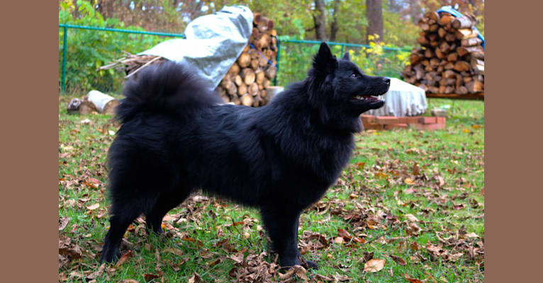 Tala, a Swedish Lapphund tested with EmbarkVet.com