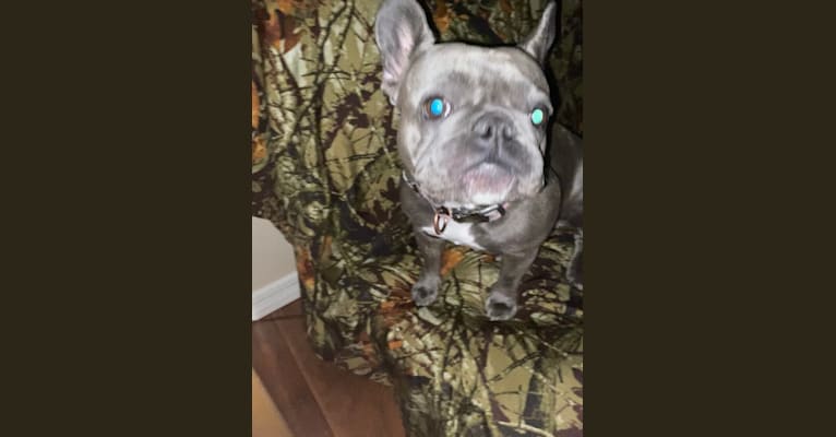 Graycie Mae, a French Bulldog tested with EmbarkVet.com