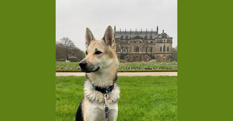 Nara, a German Shepherd Dog and Belgian Sheepdog mix tested with EmbarkVet.com