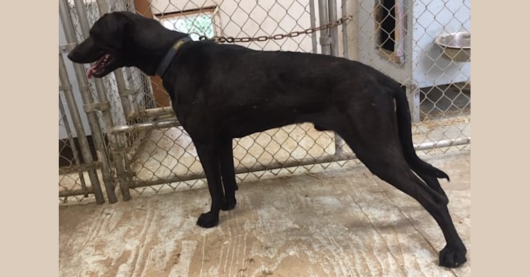 Drake, an Alaskan-type Husky and German Shorthaired Pointer mix tested with EmbarkVet.com