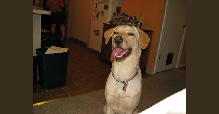 Photo of Tank, a German Shepherd Dog and Labrador Retriever mix in Wyndmoor, Pennsylvania, USA