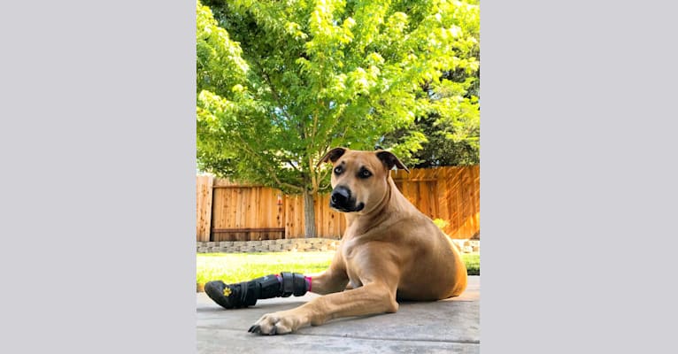 Photo of Cooper, a Catahoula Leopard Dog, Border Collie, American Pit Bull Terrier, and Greyhound mix in Modesto, California, USA