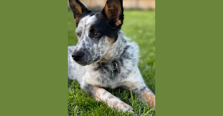 Ora, an Australian Cattle Dog and Rottweiler mix tested with EmbarkVet.com