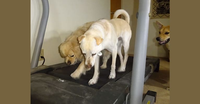 Bean, a Chow Chow and Chihuahua mix tested with EmbarkVet.com