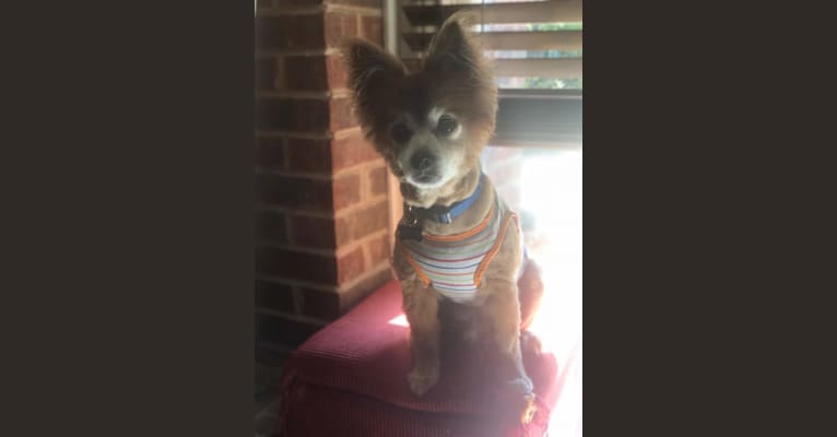 Photo of Hank, a Pomeranian, Chihuahua, and Poodle (Small) mix in Austin, Texas, USA